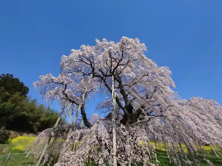 瀧桜神明宮(福島県)