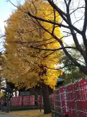 高安寺(東京都)