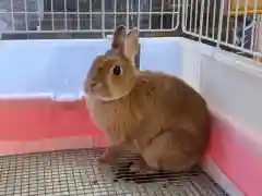 太子堂八幡神社の動物