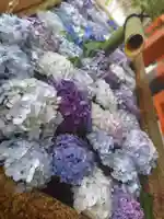 鶴岡八幡宮(神奈川県)