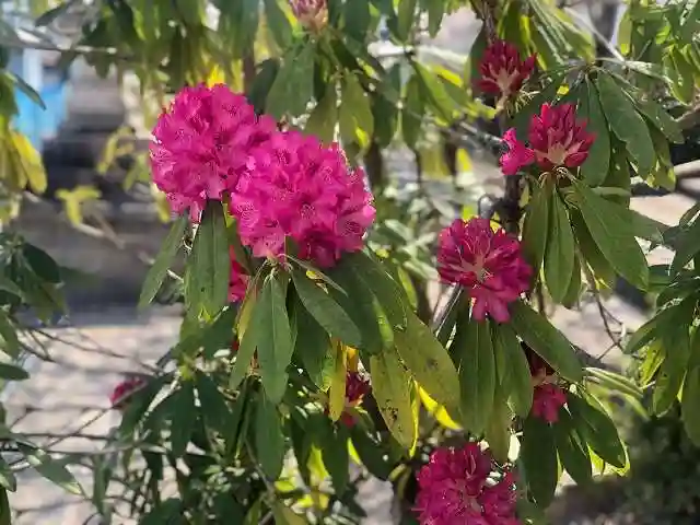 木舟山 順教寺の自然