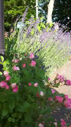 新琴似神社の自然