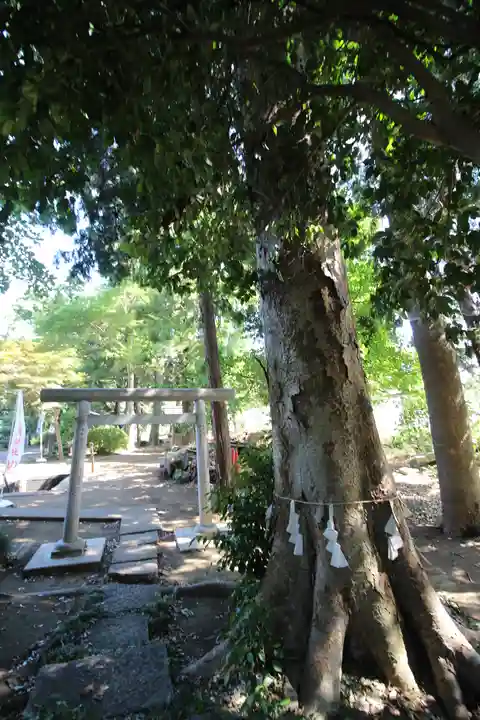 馬場氷川神社(埼玉県)