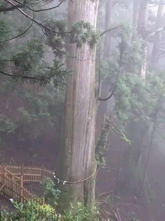 玉置神社の自然