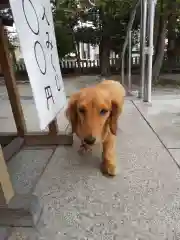 杉杜白髭神社の動物