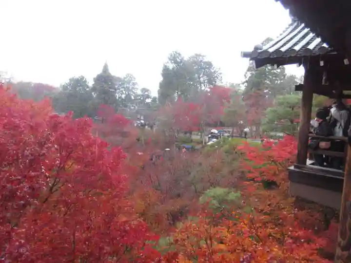 東福禅寺(東福寺)の自然