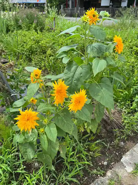 淺間神社(忍野八海)(山梨県)