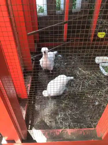 田無神社の動物