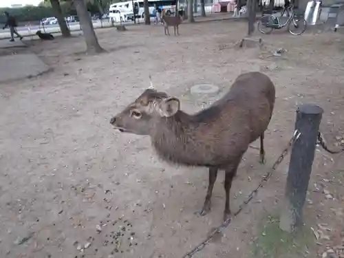 東大寺(奈良県)