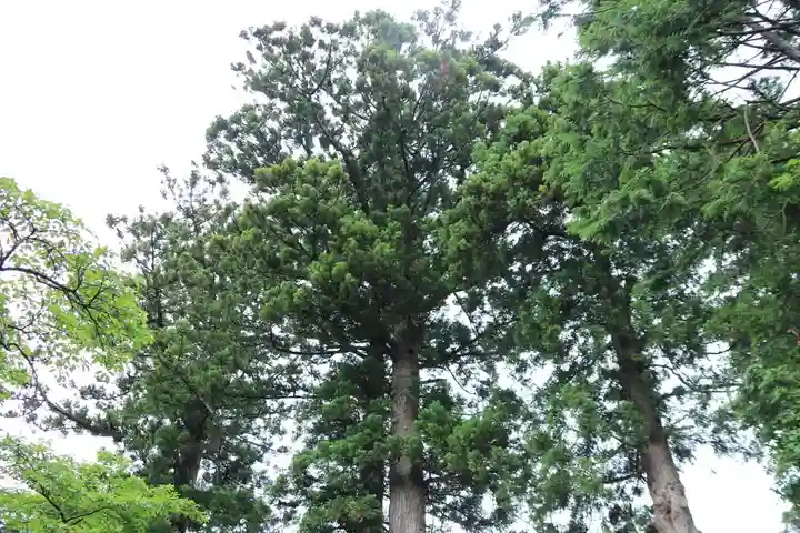 高司神社〜むすびの神の鎮まる社〜の自然