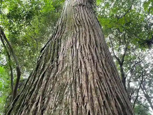 幣立神宮の自然