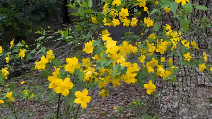 椎尾神社(大阪府)