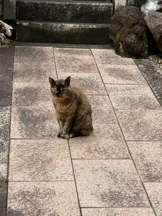 富士浅間神社の動物