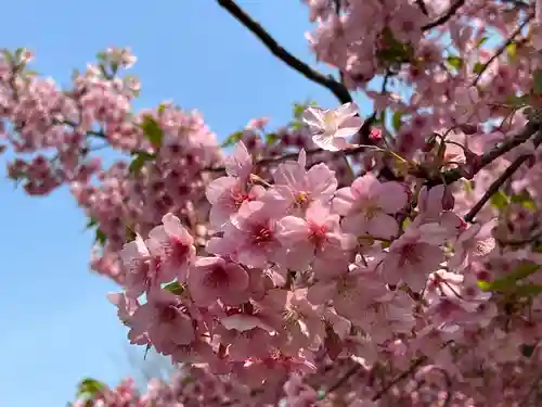 新井薬師（梅照院）(東京都)