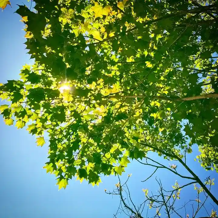 高司神社〜むすびの神の鎮まる社〜の自然