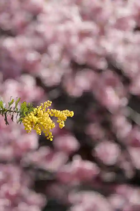 蔵前神社(東京都)