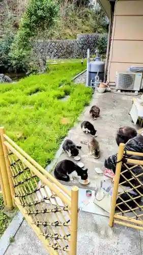 白金氷川神社の動物