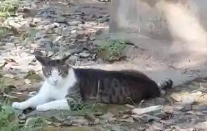 刺田比古神社の動物(2025年09月14日(日) 05時38分14秒投稿)