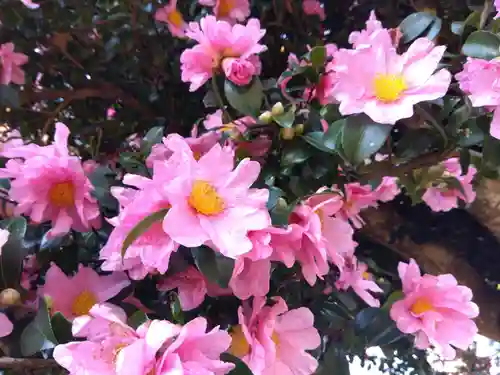 八幡神社(福井県)