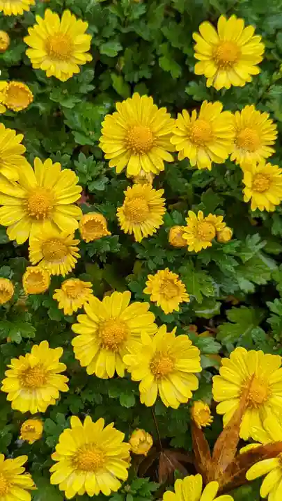 大原野神社(京都府)