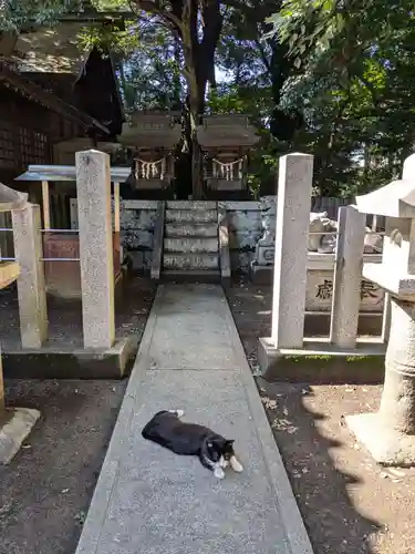 八幡社（柏井町）の動物