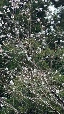 大山阿夫利神社(神奈川県)