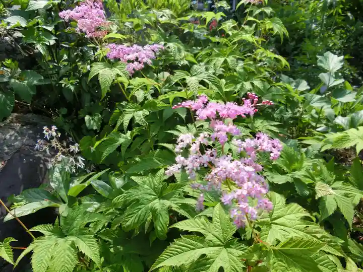 子安地蔵寺の自然