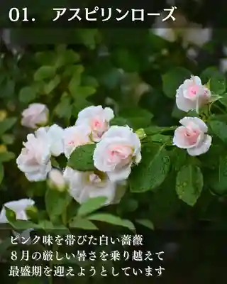 宝光寺(北海道)