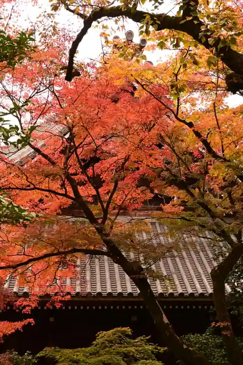 禅林寺(永観堂)(京都府)