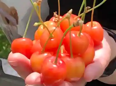 寒河江八幡宮(山形県)