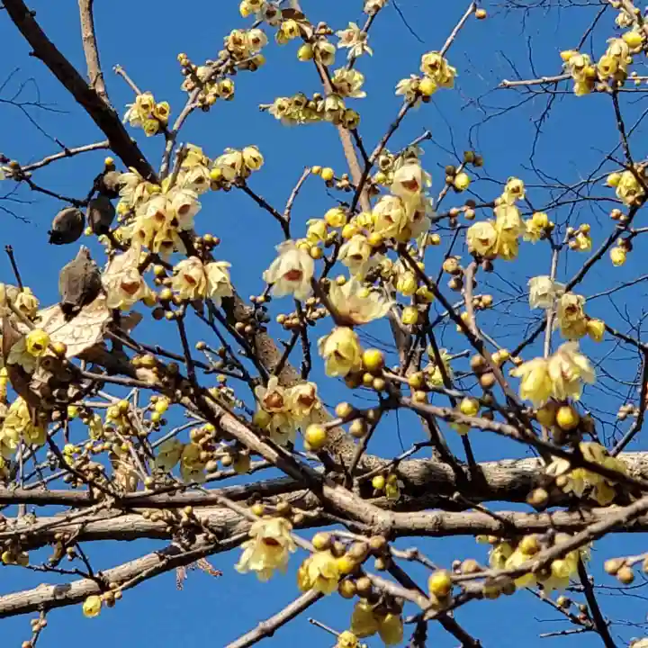 沙沙貴神社の自然