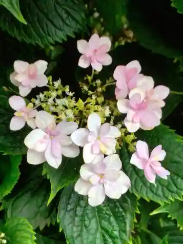 宝祥寺(東京都)