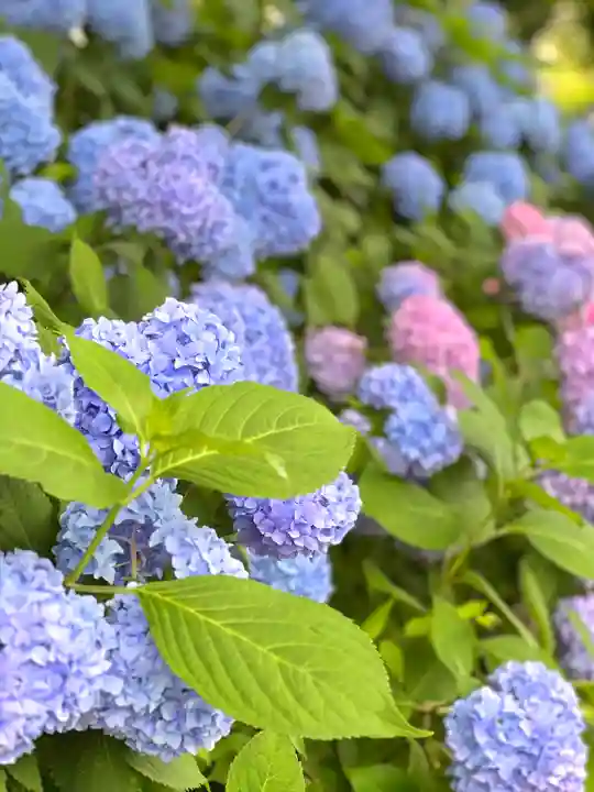 山家神社の自然