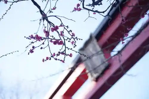 亀戸天神社の鳥居