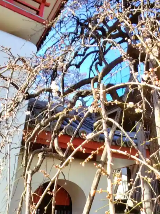 成願寺(東京都)