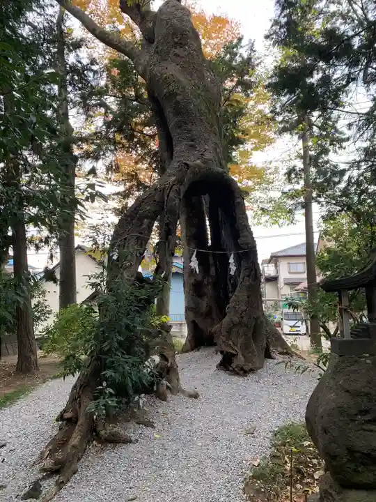 上野総社神社の自然