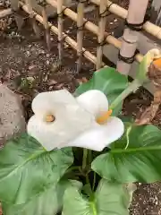 富部神社の自然