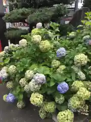 豊川稲荷札幌別院(玉宝禅寺)の庭園