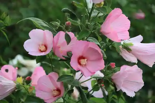 阿久津「田村神社」（郡山市阿久津町）旧社名：伊豆箱根三嶋三社の庭園