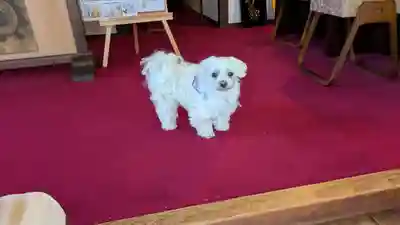 本昌寺(京都府)