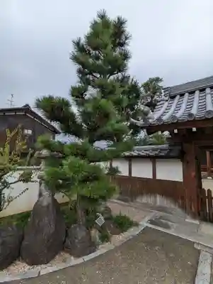 大松禅寺の庭園