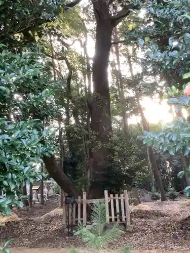 熊野社（塔野地）の自然