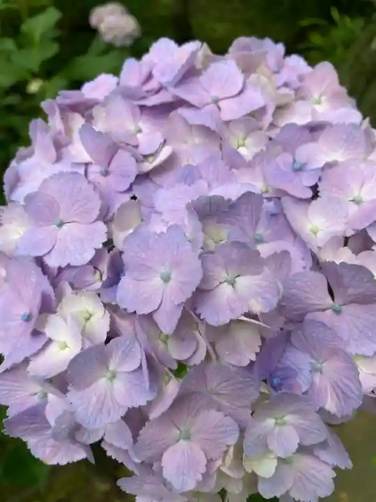 本土寺(千葉県)