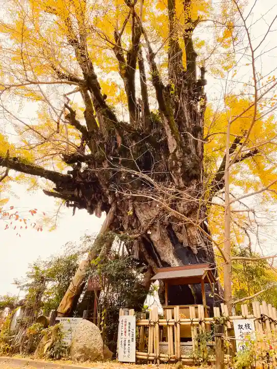 葛城一言主神社(奈良県)