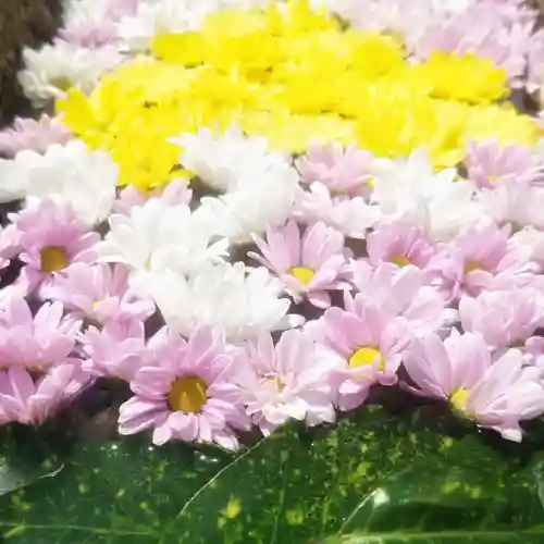 菩提寺の手水舎