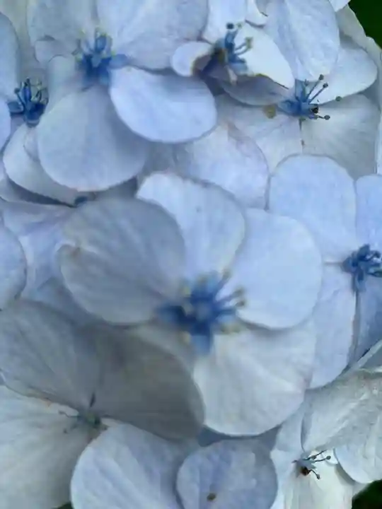 持寳院(多氣山不動尊)の自然