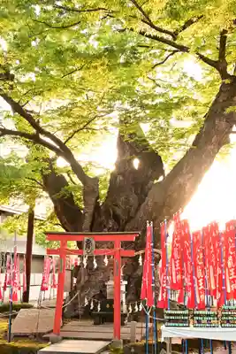 秩父今宮神社(埼玉県)