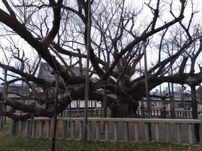 本願寺（西本願寺）(京都府)