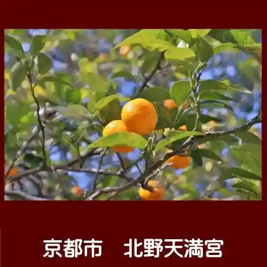 北野天満宮の自然