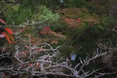 安房神社(千葉県)
